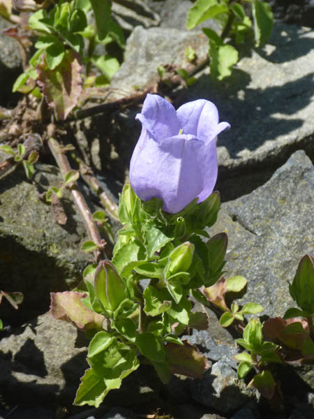 Campanula incurva